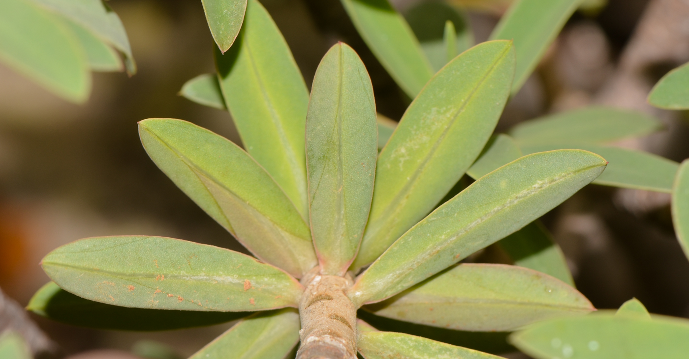 Image of Euphorbia balsamifera specimen.