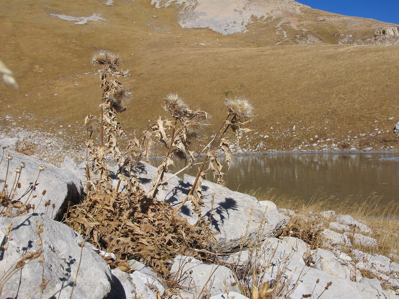 Image of Cirsium pugnax specimen.