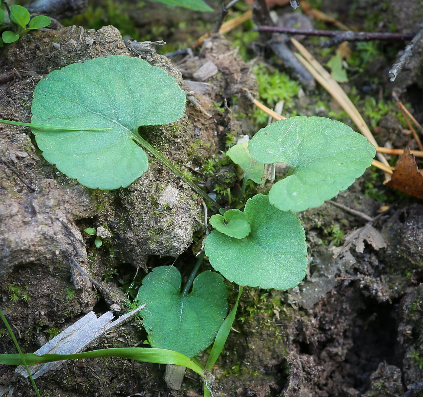 Image of Viola rupestris specimen.