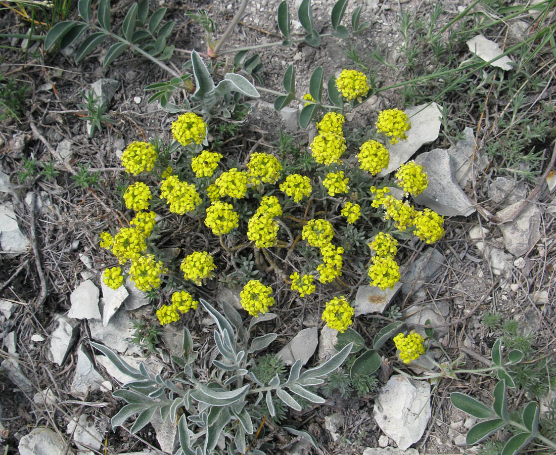 Изображение особи Alyssum lenense.