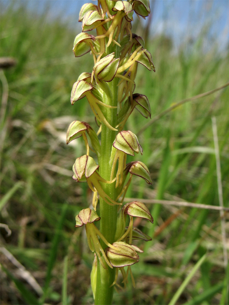 Image of Orchis anthropophora specimen.