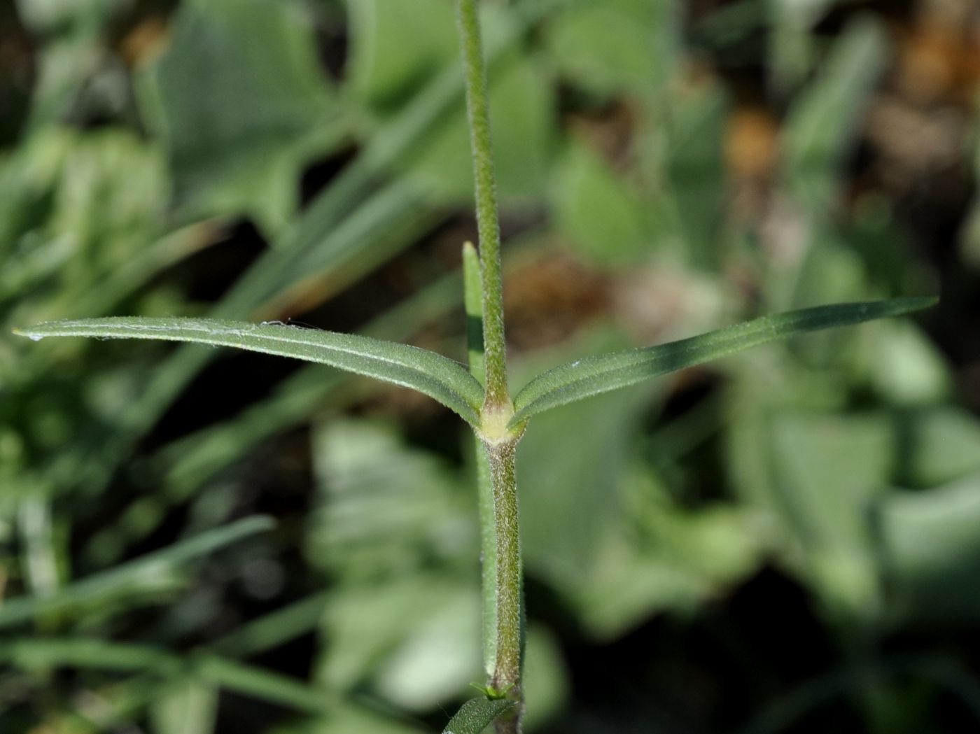 Image of Cerastium banaticum specimen.