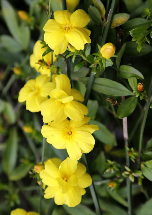 Image of Jasminum mesnyi specimen.