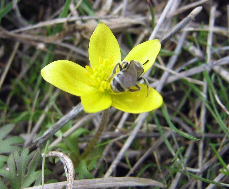 Image of Anemone gortschakowii specimen.