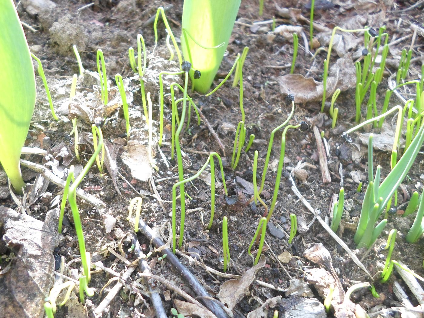 Image of Allium aflatunense specimen.