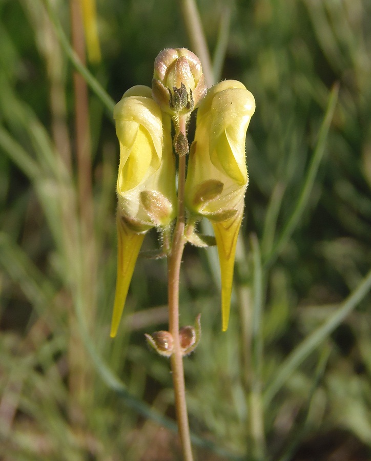 Image of Linaria macroura specimen.