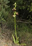 Ophrys mammosa. Цветущее растение. Крым, окр. Судака, южные отроги горы Перчем, среди кустарников Juniperus deltoides. 18 мая 2017 г.