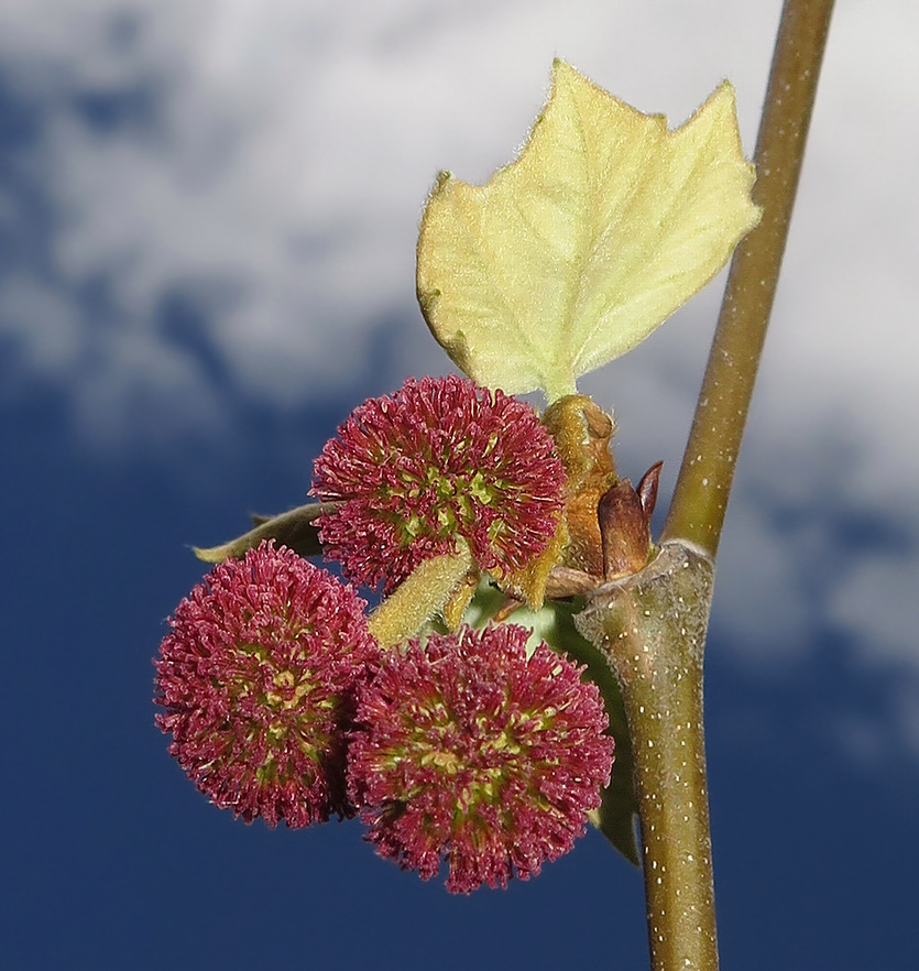 Image of Platanus orientalis specimen.