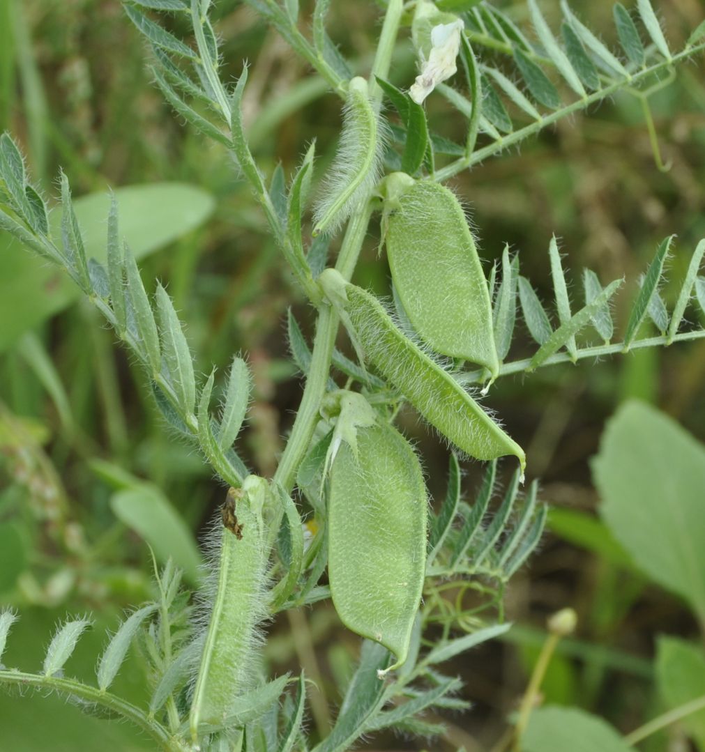 Image of Vicia lutea specimen.