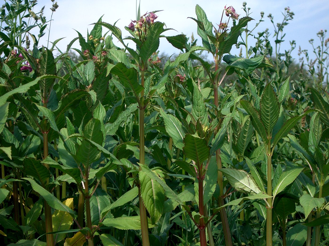 Изображение особи Impatiens glandulifera.