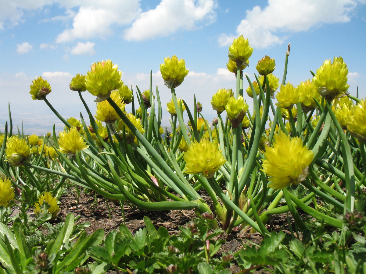 Image of Allium fedtschenkoanum specimen.