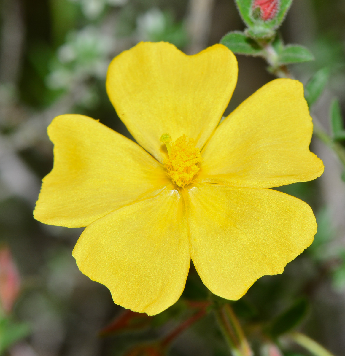 Image of Fumana arabica specimen.