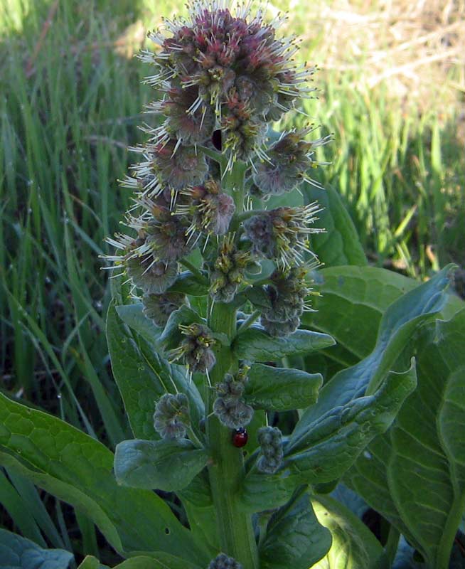 Изображение особи Solenanthus circinnatus.