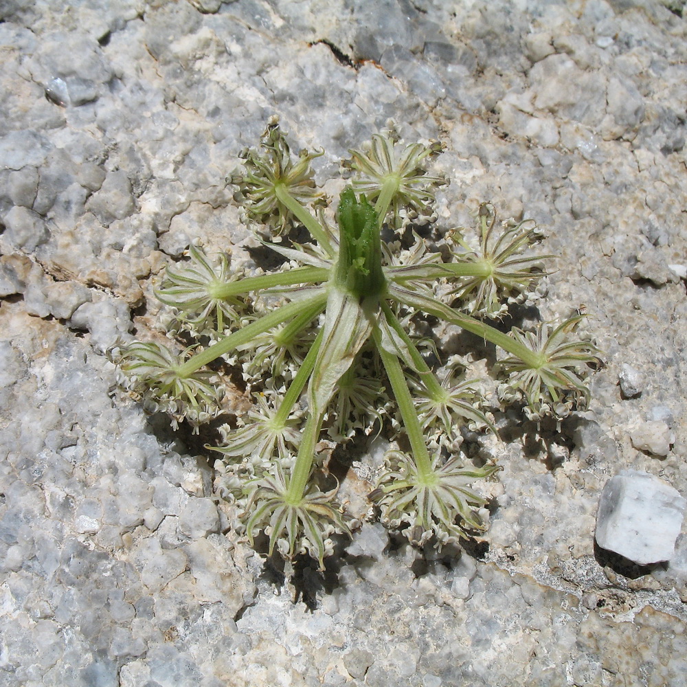 Image of Seseli talassicum specimen.