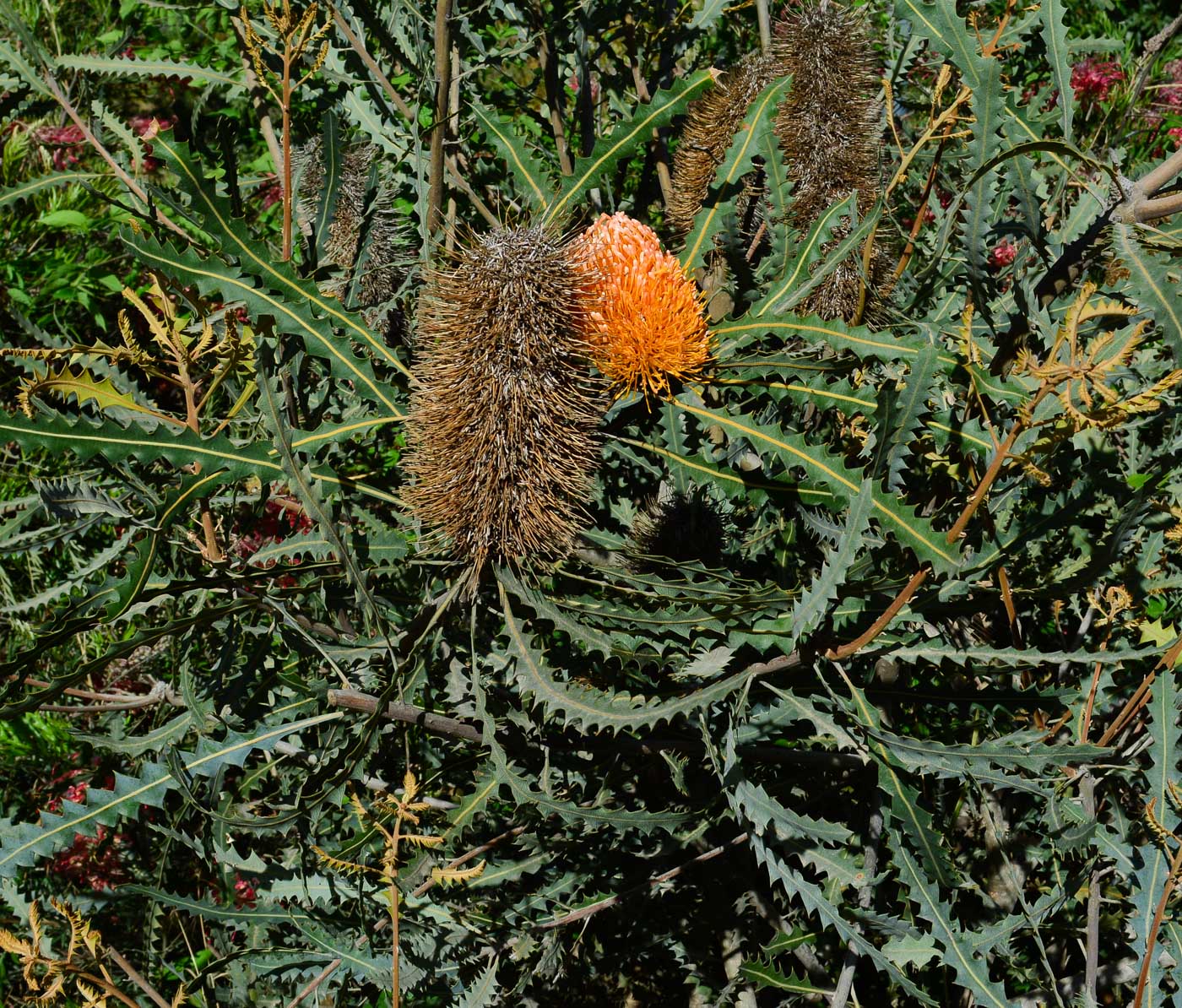 Изображение особи Banksia ashbyi.