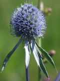 Eryngium planum. Соцветие (сжатый зонтик). Белгородская обл., Борисовский р-н. Начало июля.