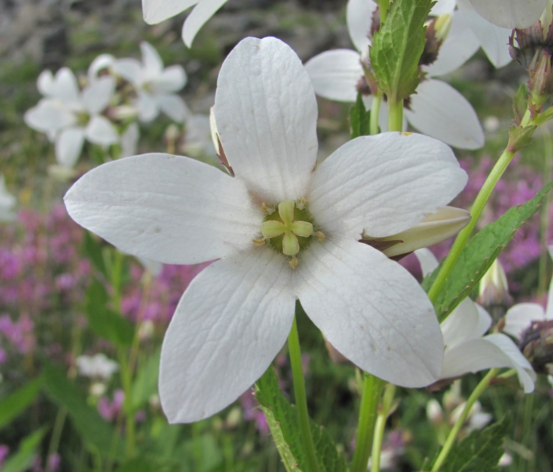 Image of Gadellia lactiflora specimen.