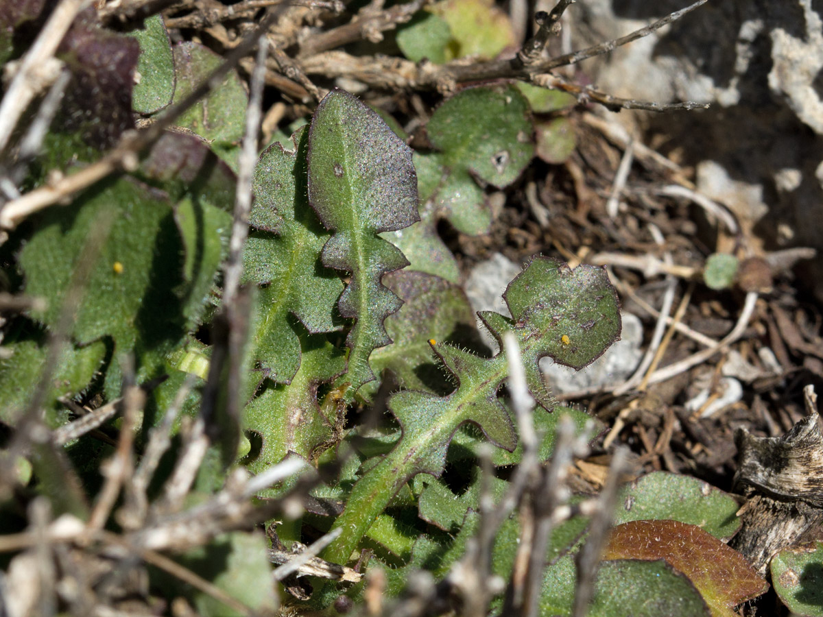 Image of Crepis fraasii specimen.