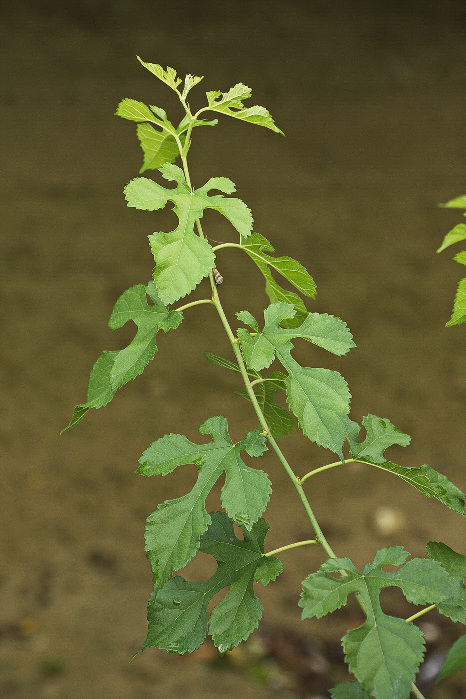 Image of Morus alba specimen.