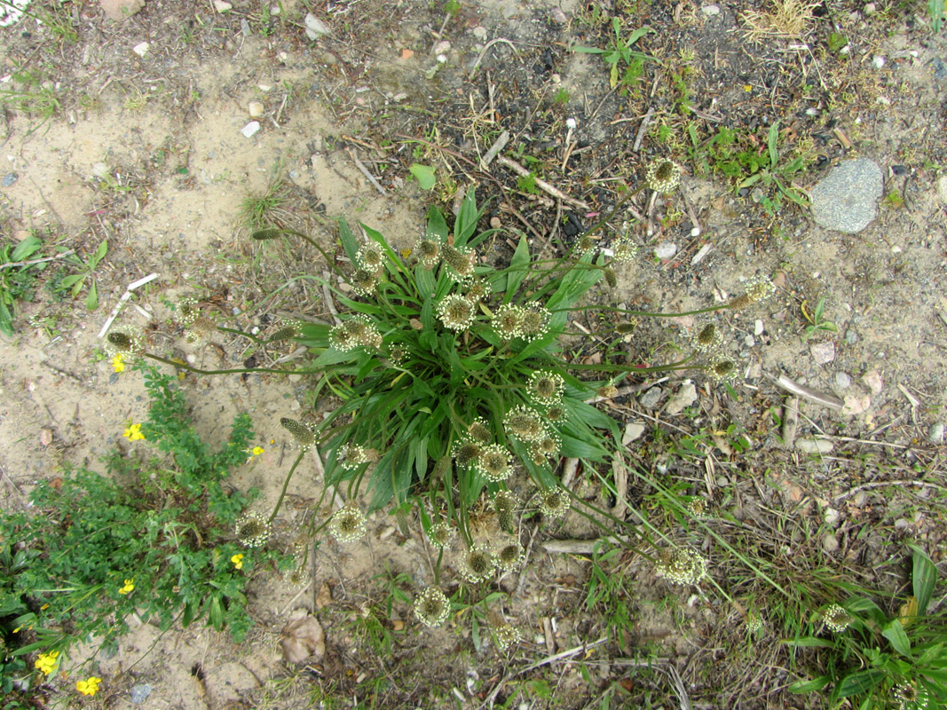 Изображение особи Plantago lanceolata.