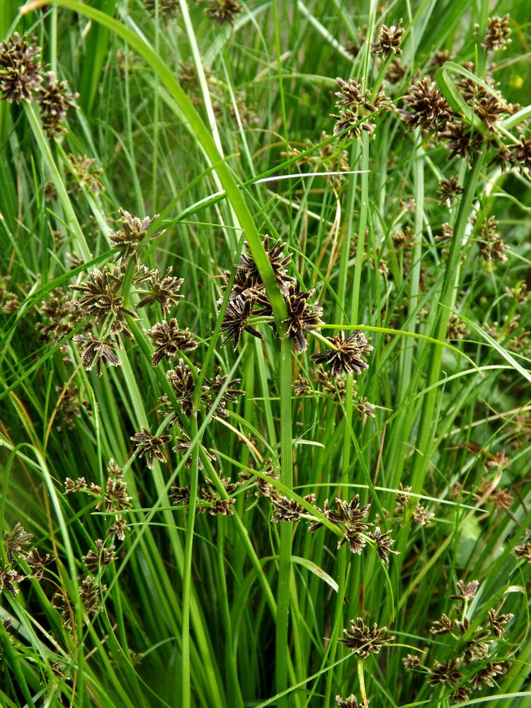 Изображение особи Cyperus fuscus.