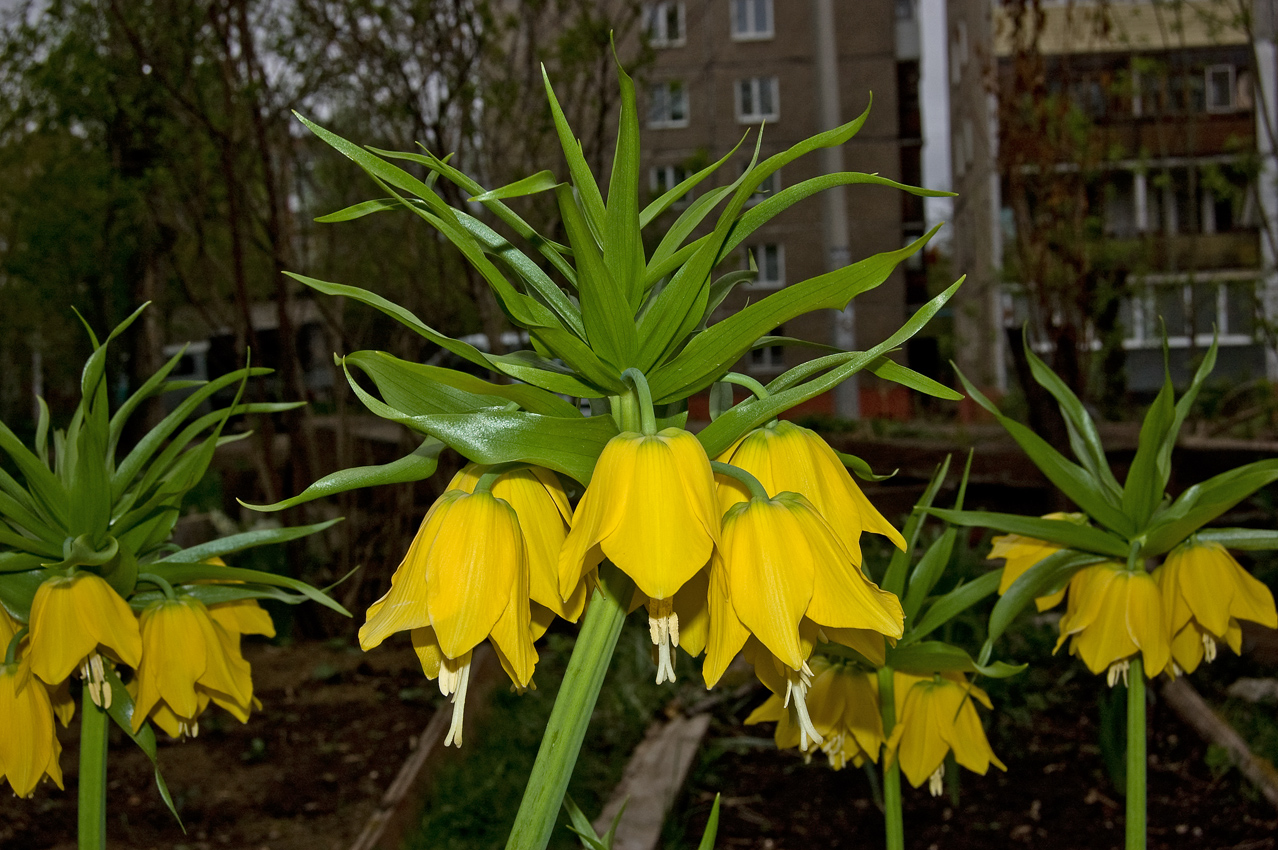 Image of Fritillaria imperialis specimen.