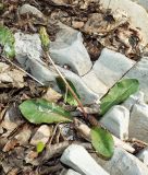 Taraxacum thracicum