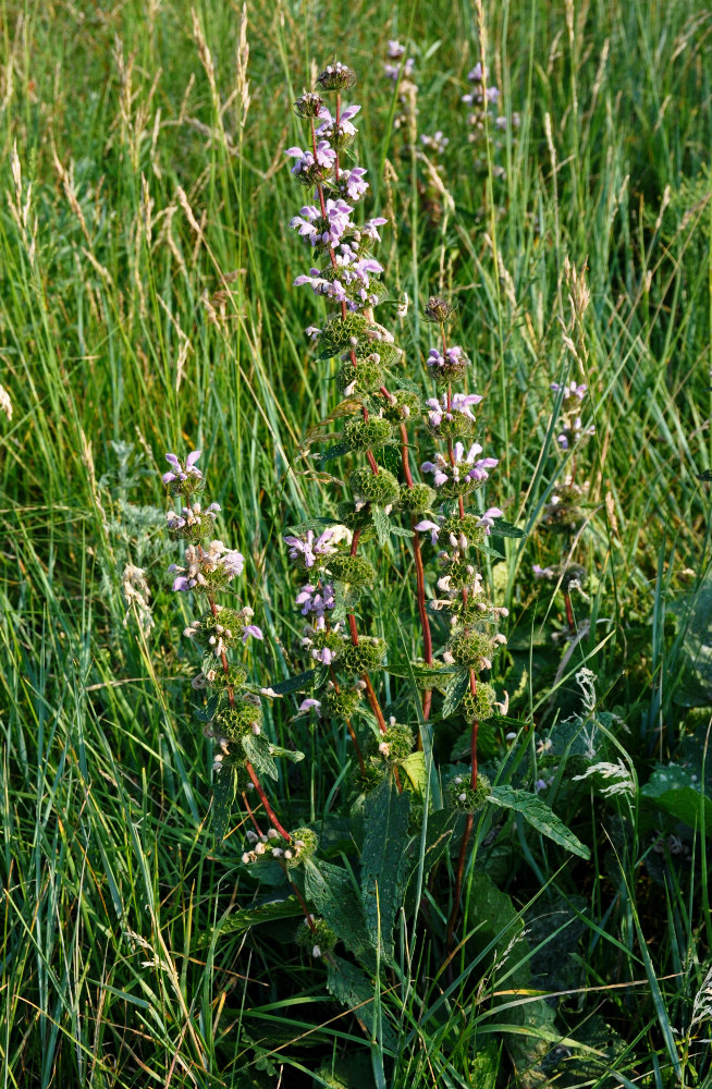 Image of Phlomoides tuberosa specimen.