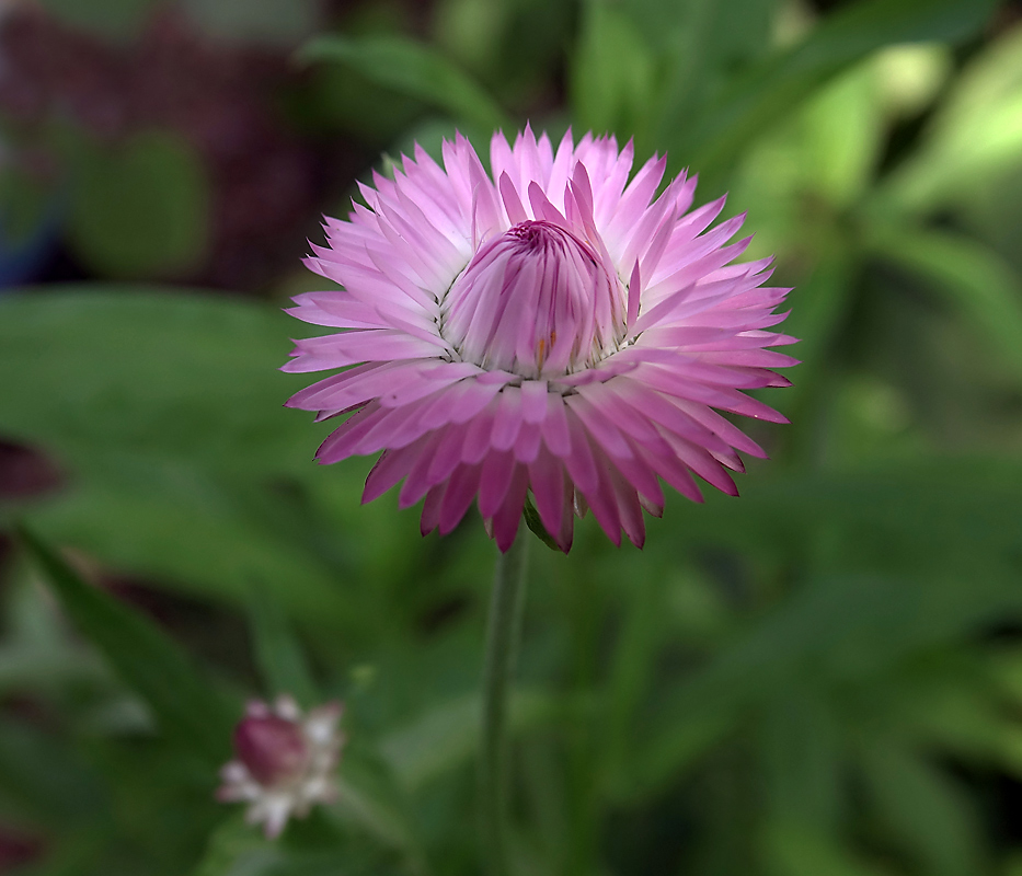 Image of Xerochrysum bracteatum specimen.