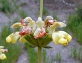 Phlomoides kaufmanniana. Соцветие. Узбекистан, склон при спуске с Китабского перевала. 30.04.2018.