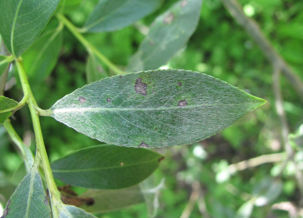 Image of Salix alba specimen.