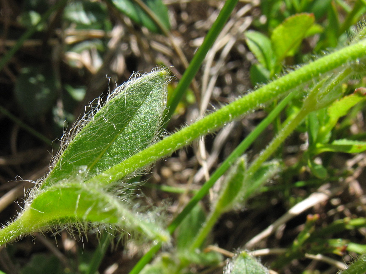 Image of Cerastium eriophorum specimen.