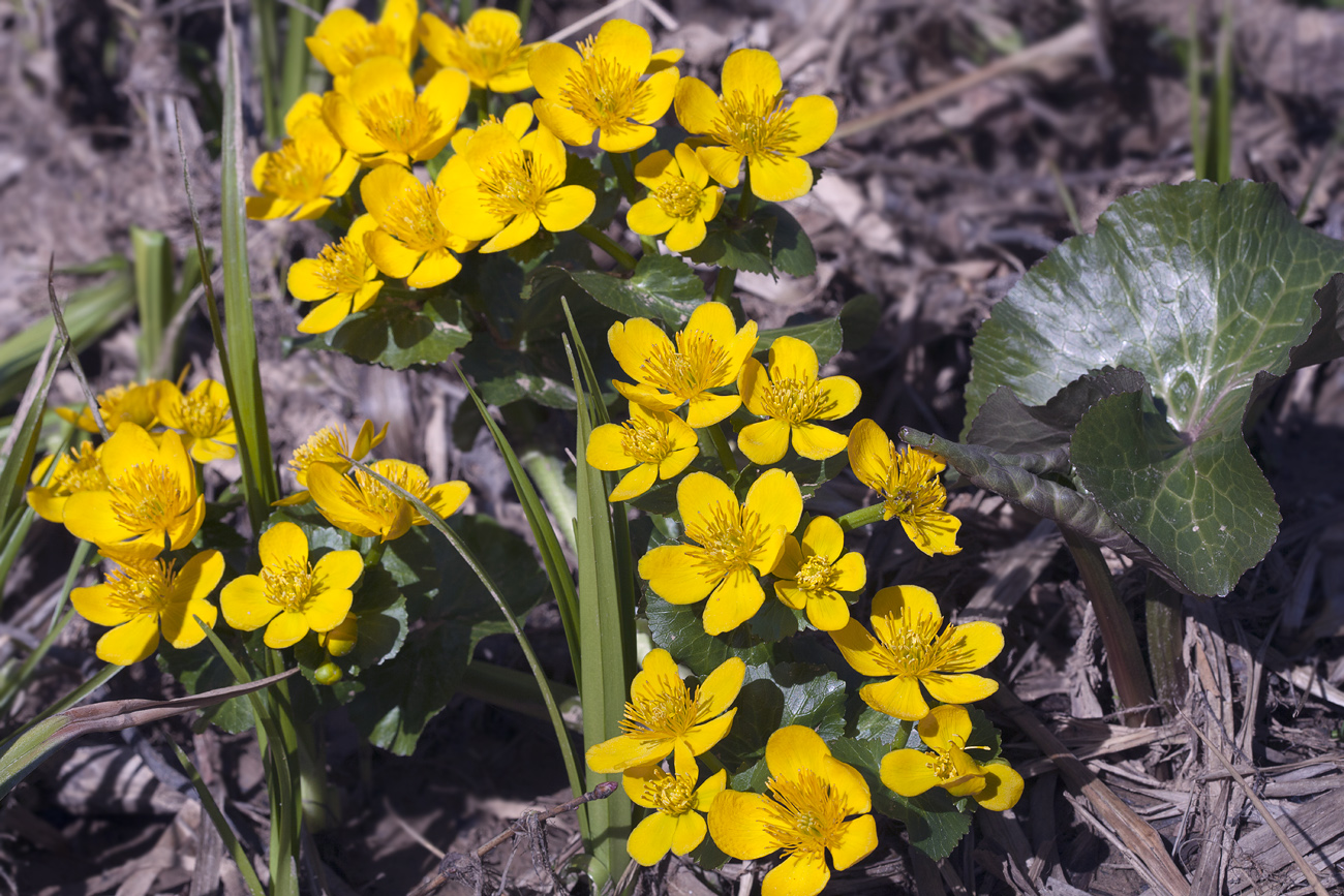 Image of Caltha palustris specimen.