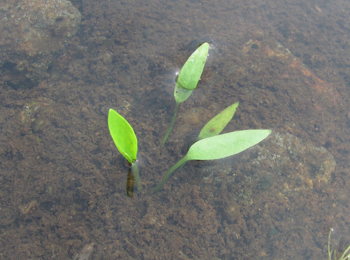 Image of Alisma plantago-aquatica specimen.