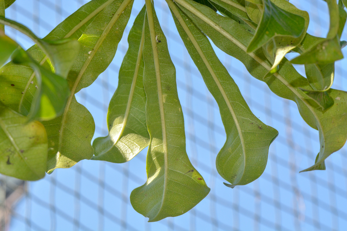 Image of Plumeria pudica specimen.