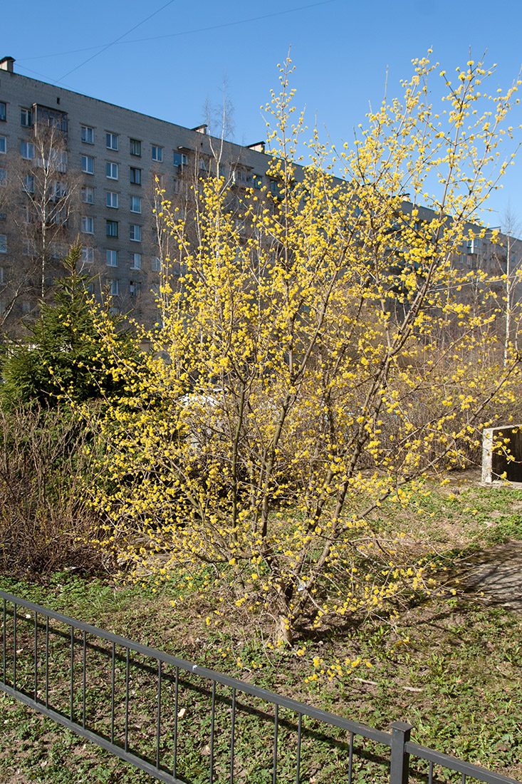 Изображение особи Cornus mas.