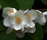 Philadelphus pubescens