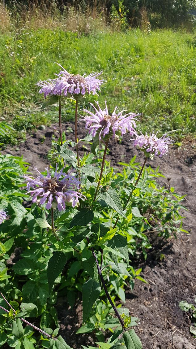 Изображение особи Monarda fistulosa.