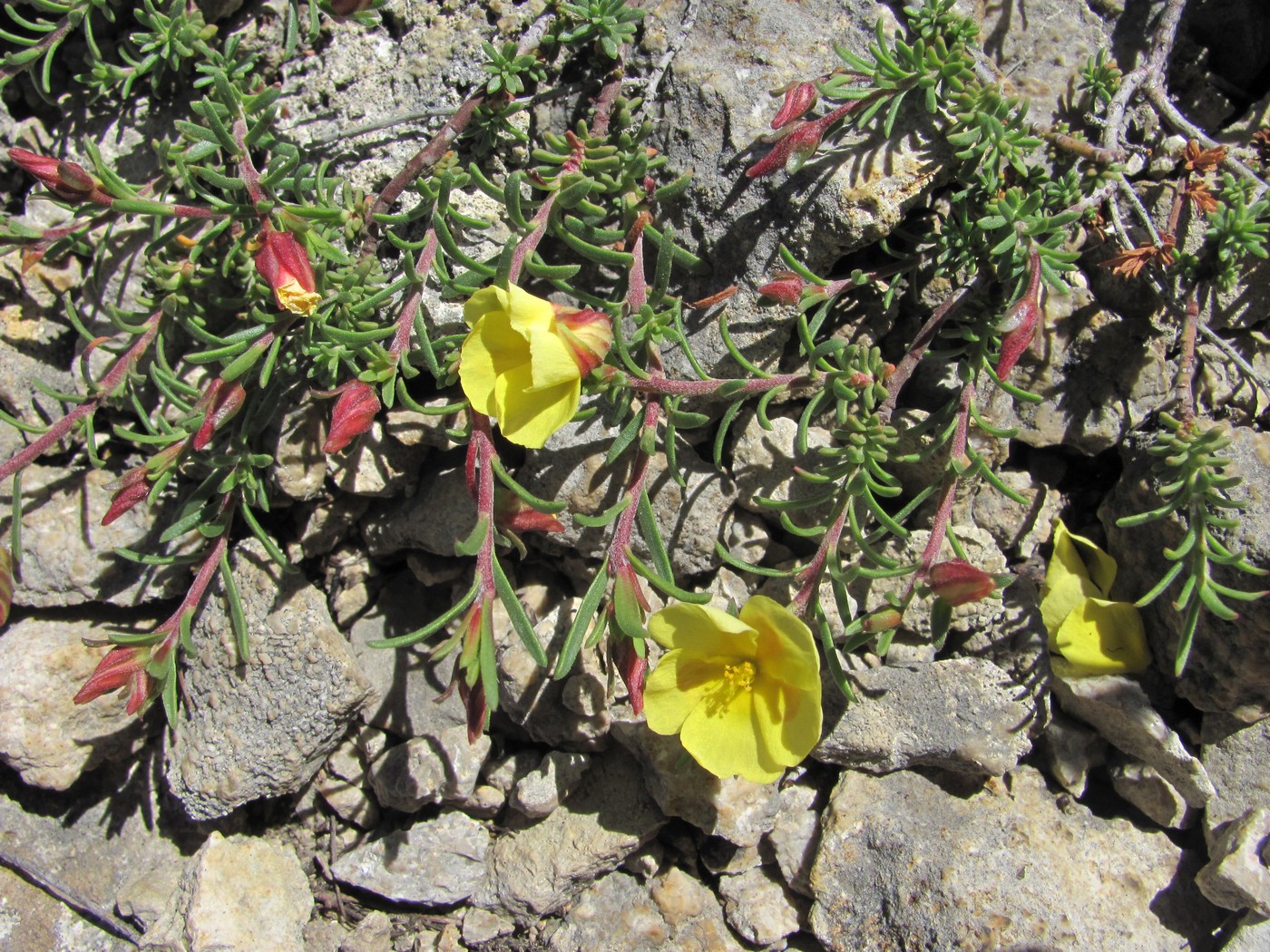 Image of Fumana procumbens specimen.