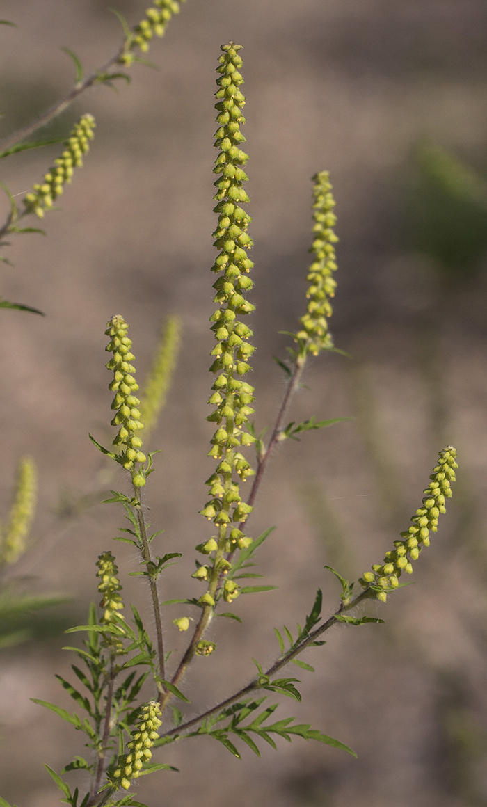 Image of Ambrosia artemisiifolia specimen.