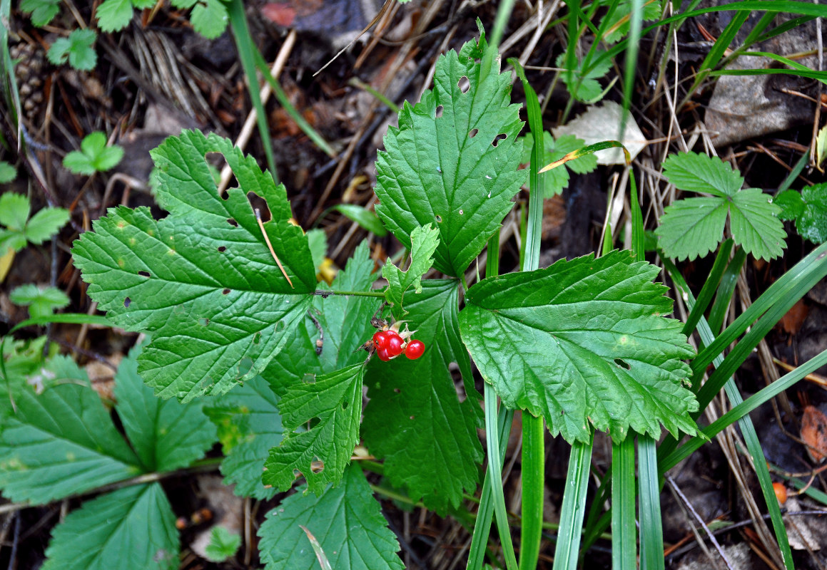 Image of Rubus saxatilis specimen.