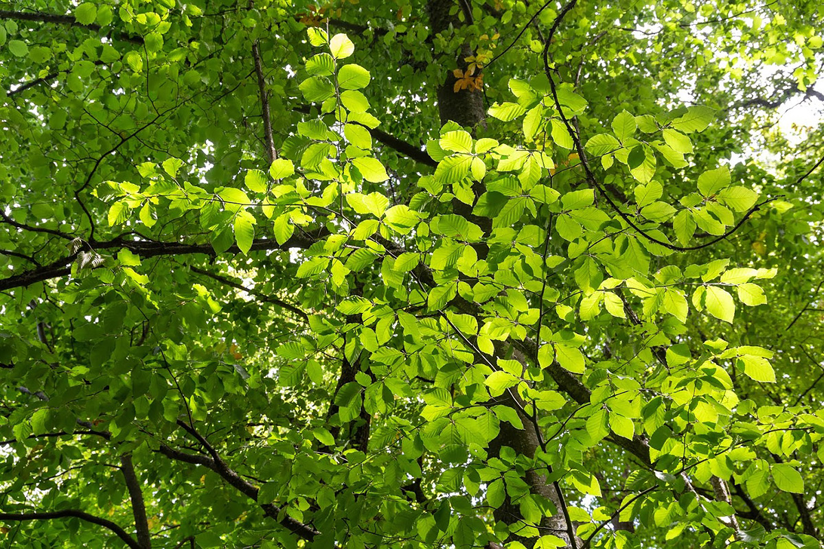 Image of Fagus &times; taurica specimen.