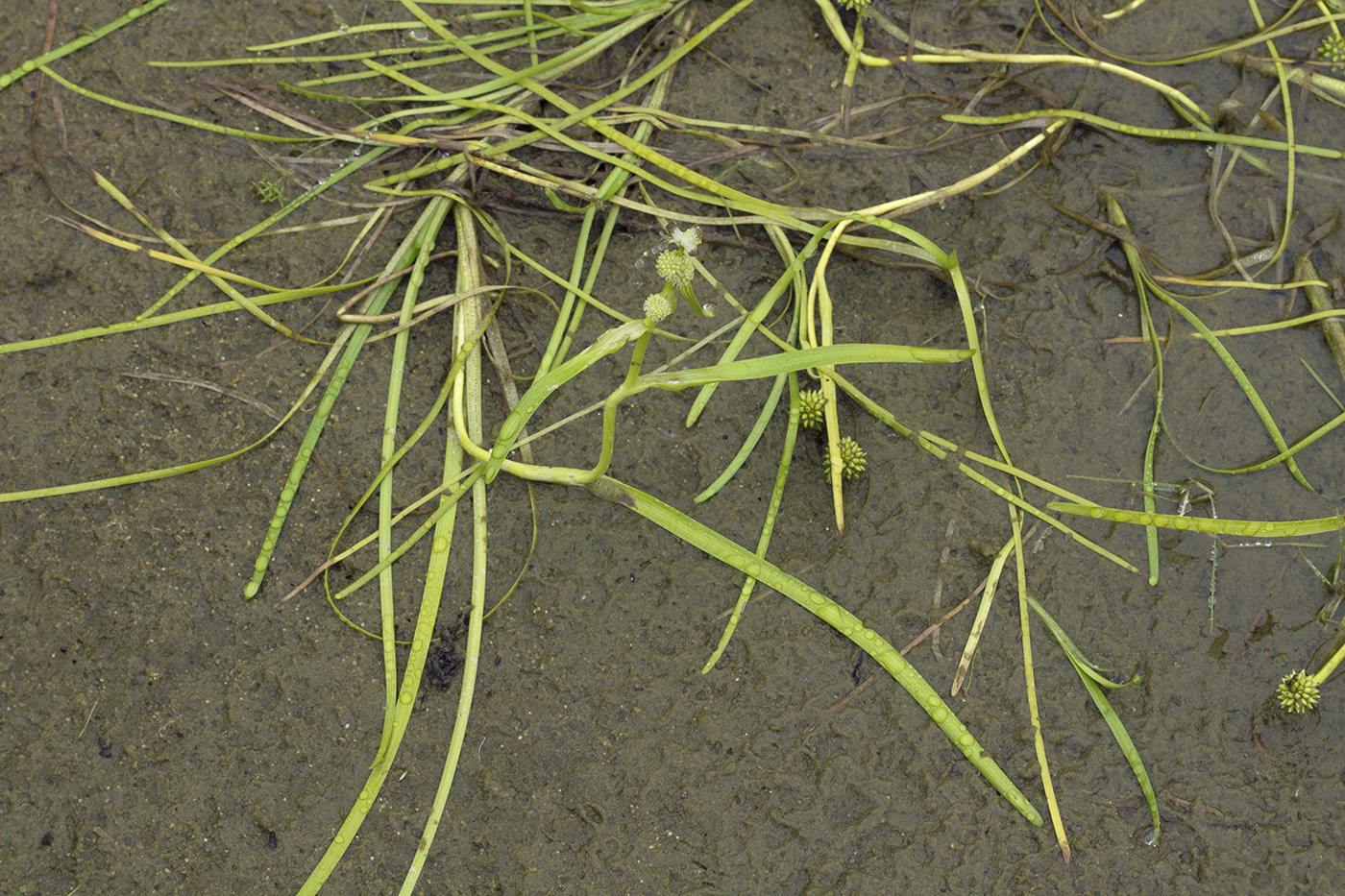 Image of Sparganium hyperboreum specimen.