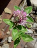 Trifolium pratense. Цветущее растение. Сахалинская обл., Холмский р-н, перегон 77 км - Чертов мост, между шпал. 13.08.2019.