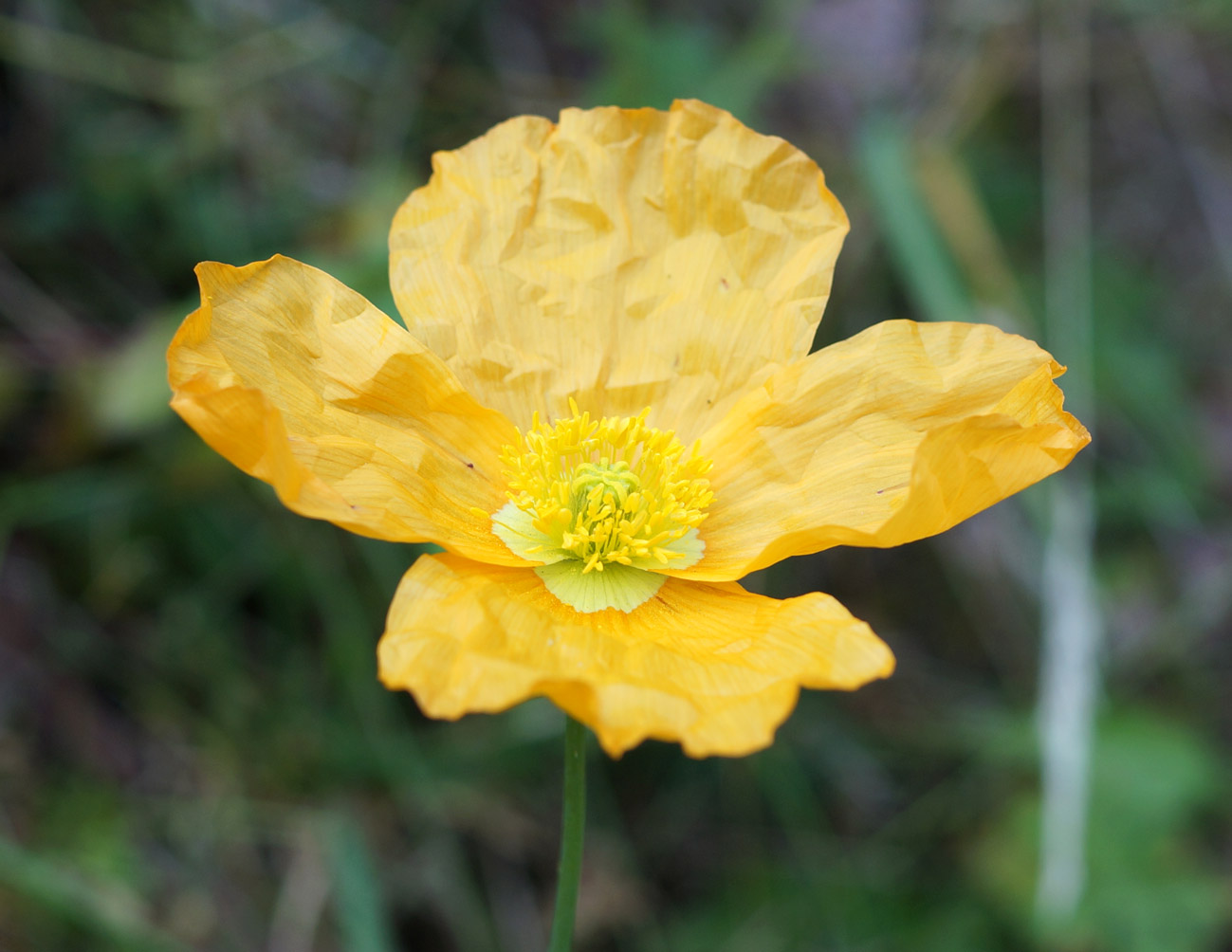 Image of Papaver croceum specimen.