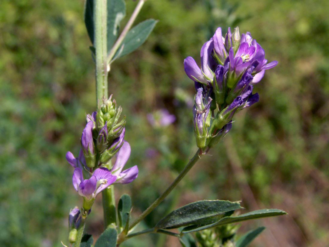 Image of Medicago sativa specimen.