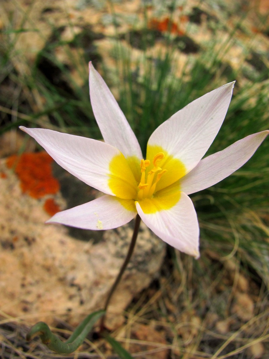 Image of Tulipa patens specimen.