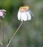 Anthemis tricolor