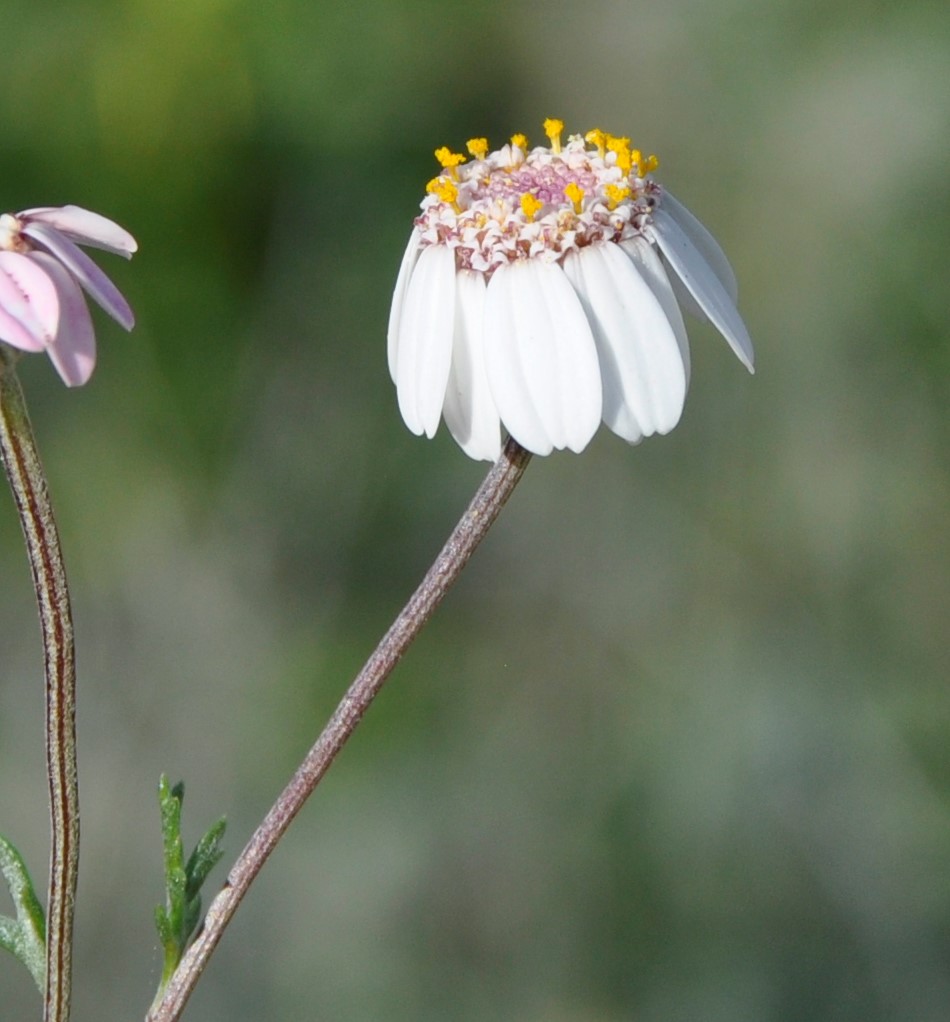 Image of Anthemis tricolor specimen.