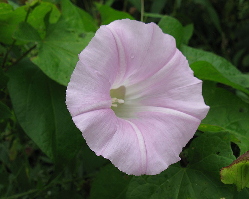 Image of Calystegia spectabilis specimen.